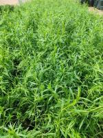 نهال. ترخونی. نعناع. توت فرنگی. مرزنجوش